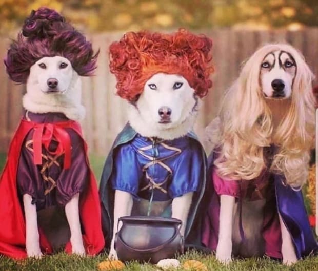 pet-costumes